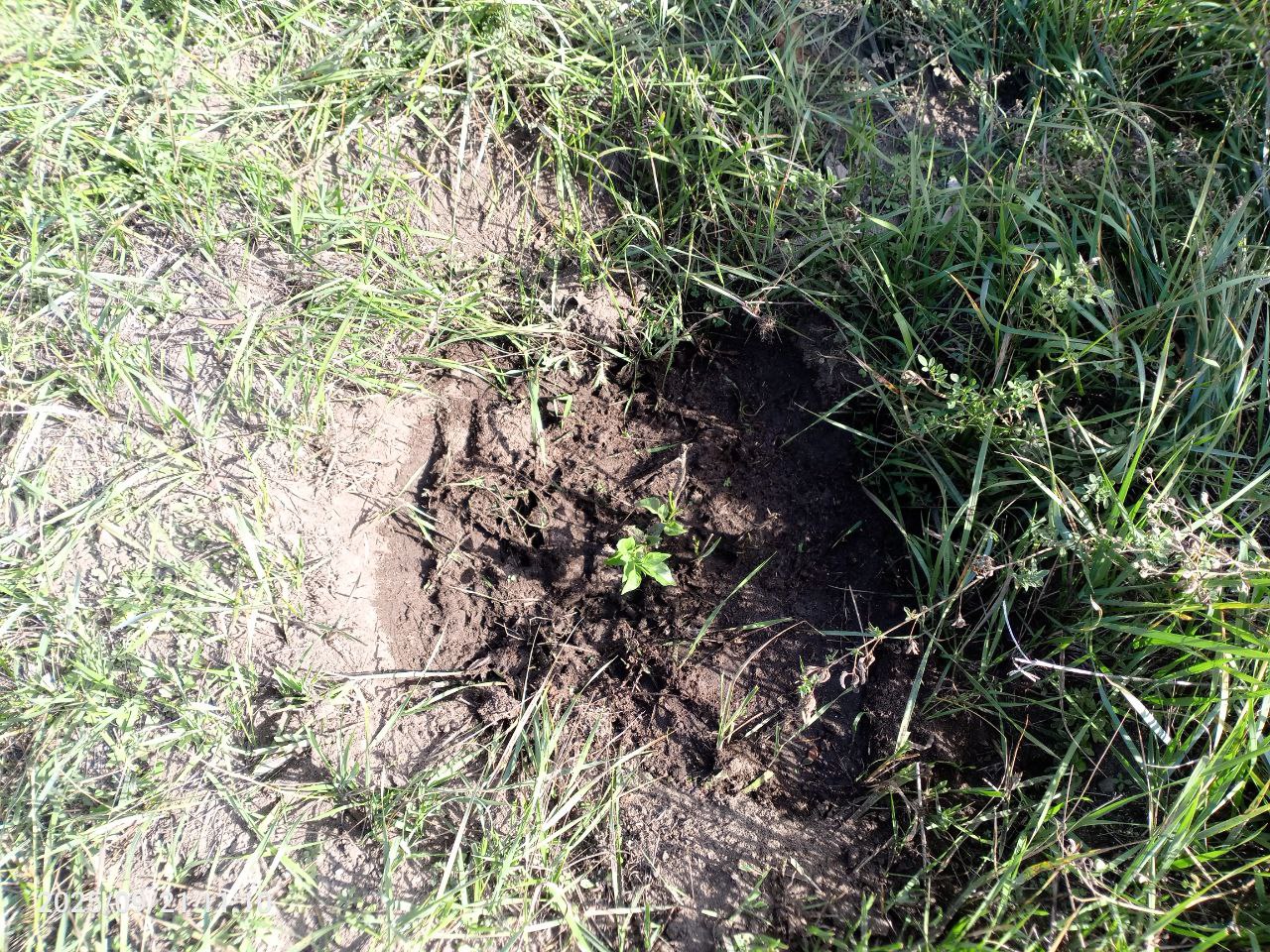 ТОС Уржил СП Баянгольское Посадка саженцев сосны