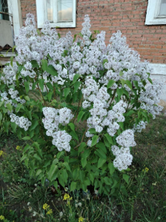 Озеленение придомовой территории